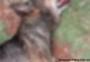 Cão Brasileiro Léo morre após ser espancado por irmãos em Corumbá